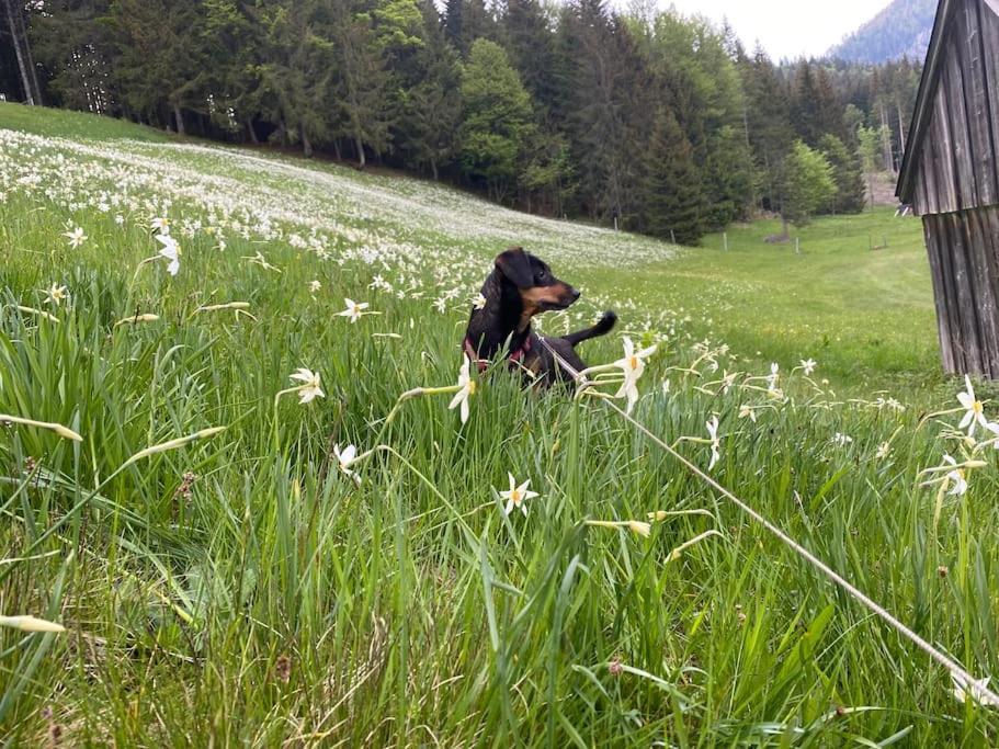 Alpenurlaub II Wohnung Mit Traumausblick Бад Митерндорф Екстериор снимка